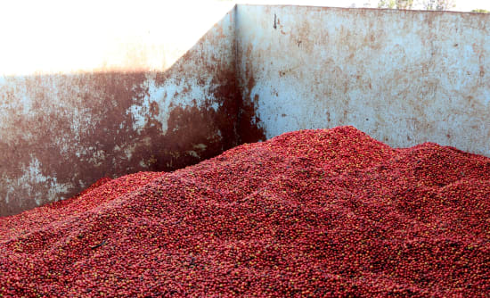 Washed Kenya AA
