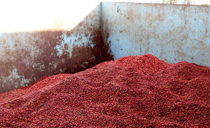 Washed Kenya AA