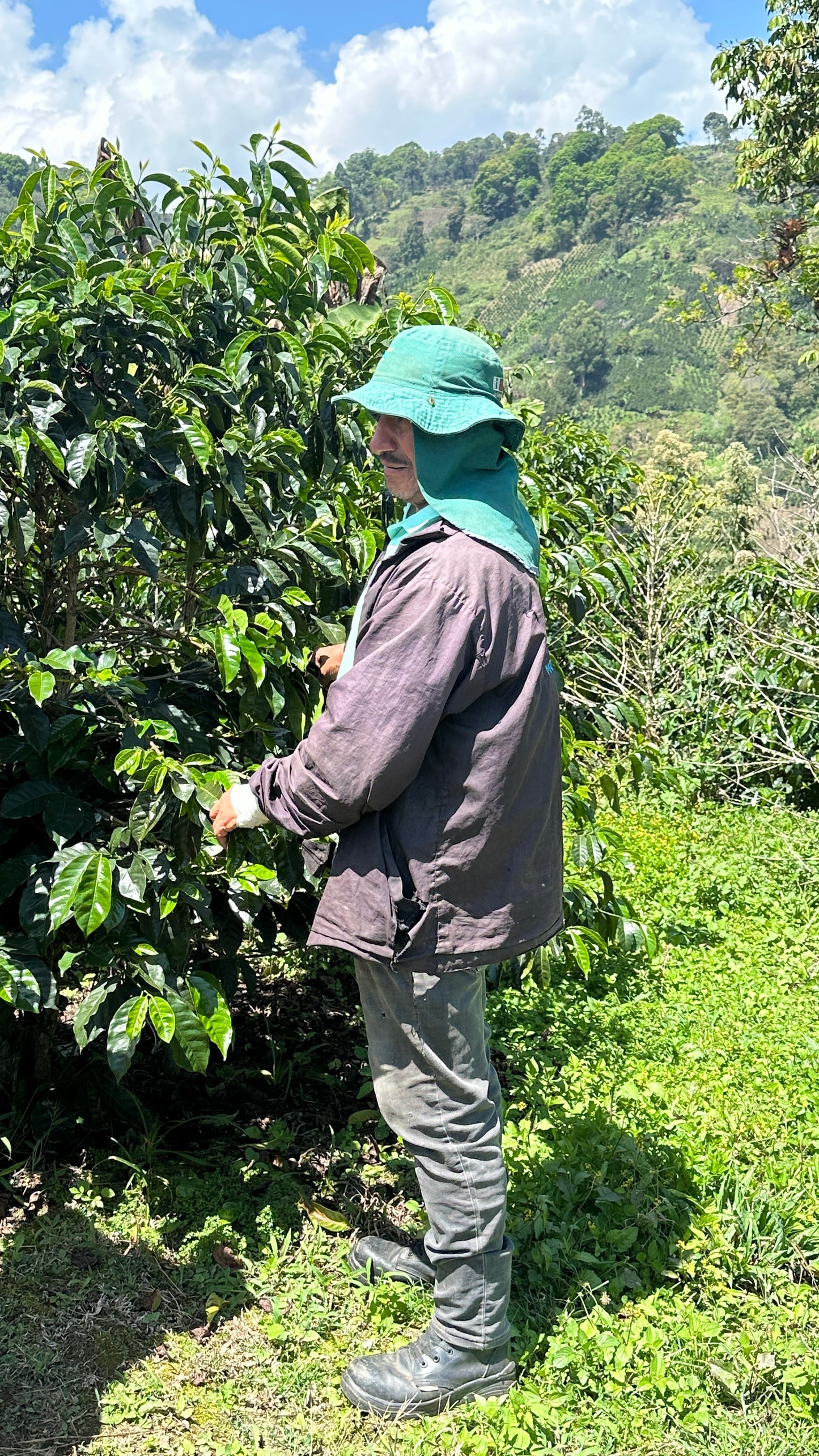 Washed El Tabor Colombia