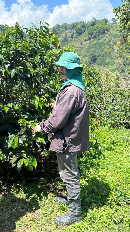 Washed El Tabor Colombia