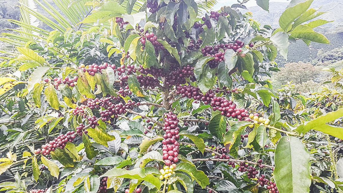 Honey Finca El Jardín Colombia