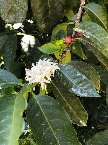 Natural Panama Bonita Springs