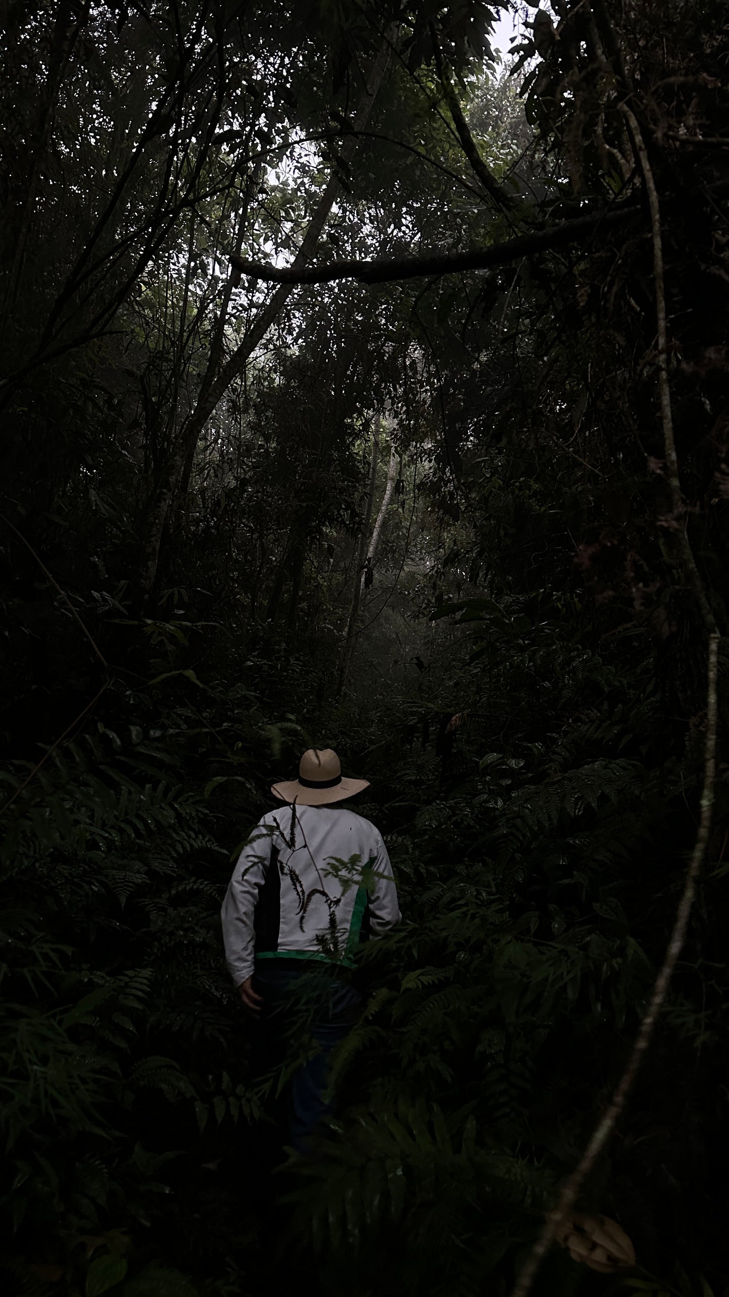 Natural Felipe Trujillo Colombia