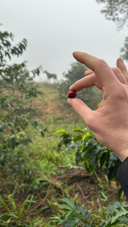 Natural Felipe Trujillo Colombia