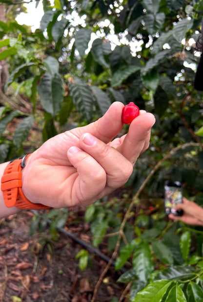 Wilder Lazo Pink Bourbon Natural