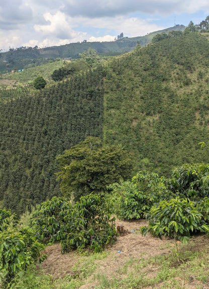 Wilder Lazo Pink Bourbon Natural