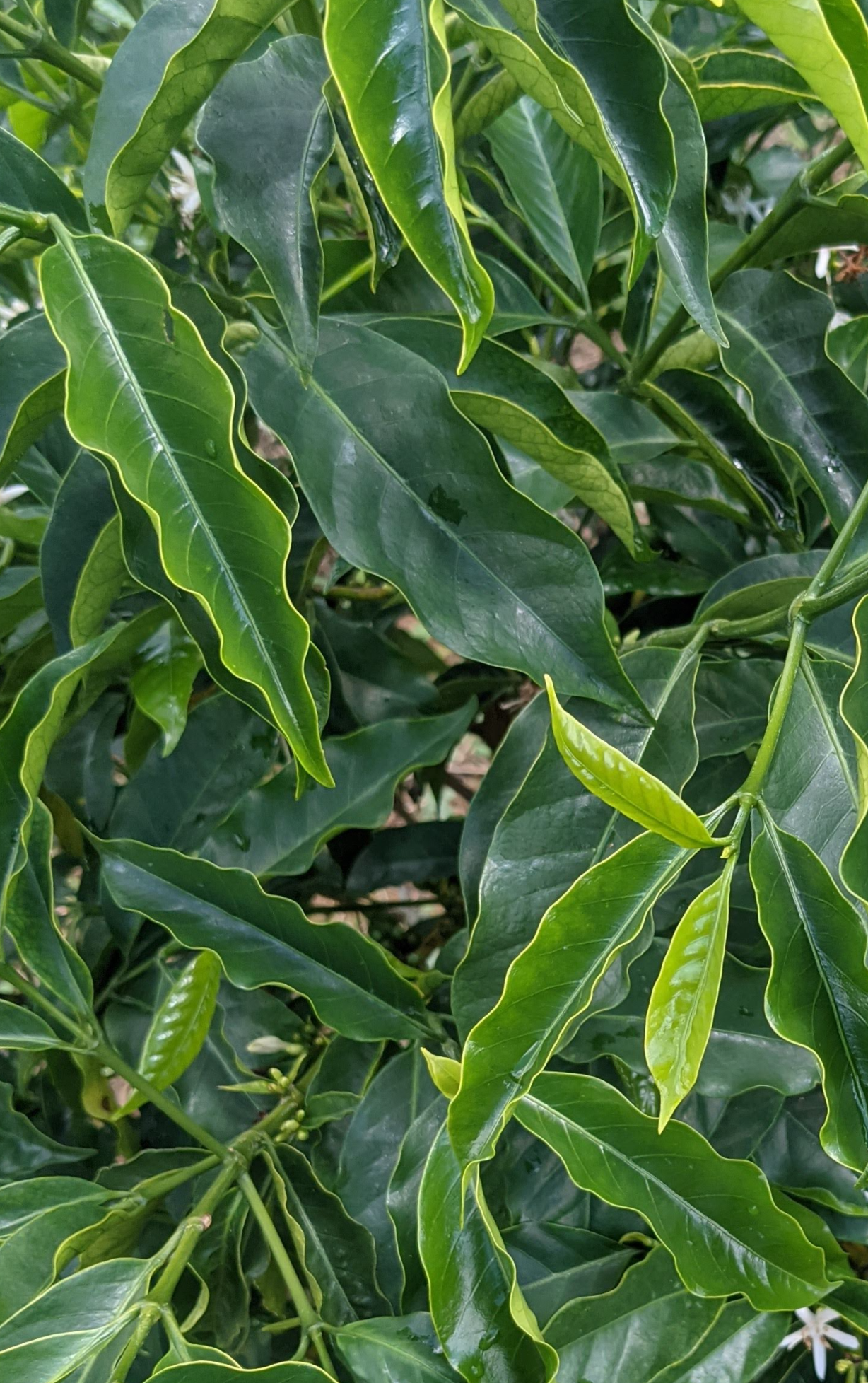 Wilder Lazo Geisha: Lemongrass Co-Ferm.