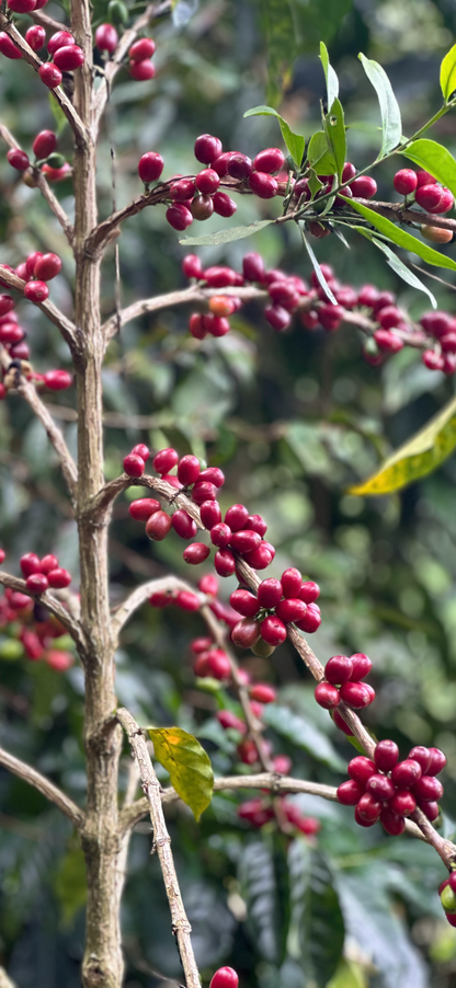 Honey La Cumbre Colombia