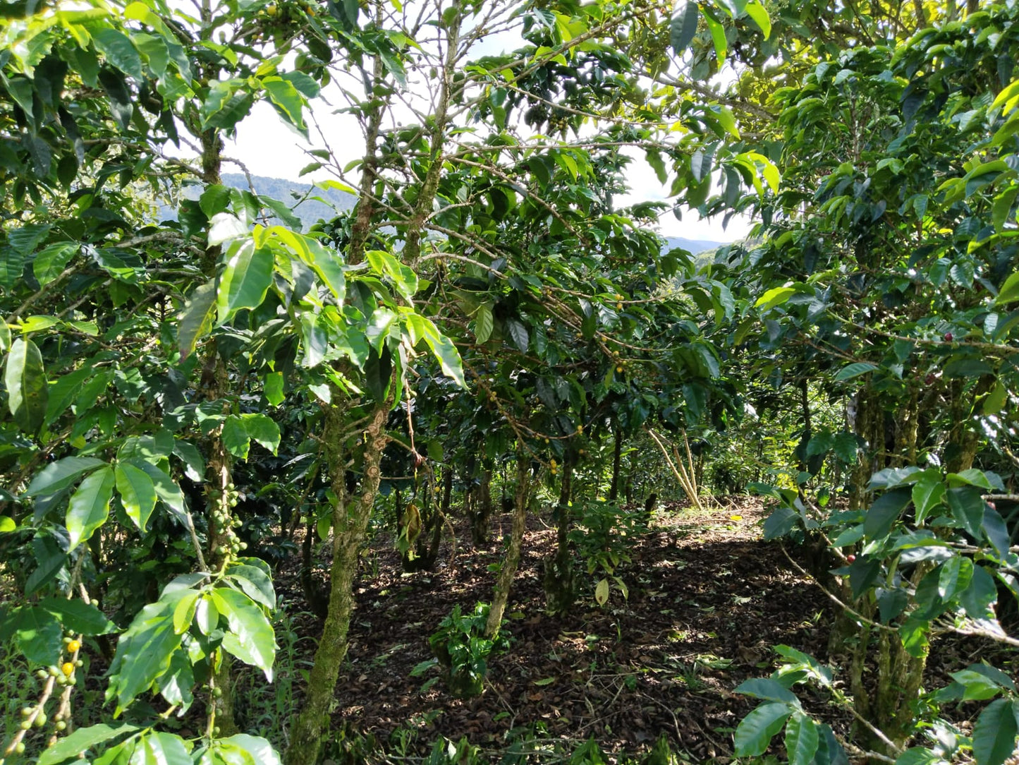 Lunatta Natural Pink Bourbon