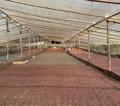 Lunatta Natural Pink Bourbon