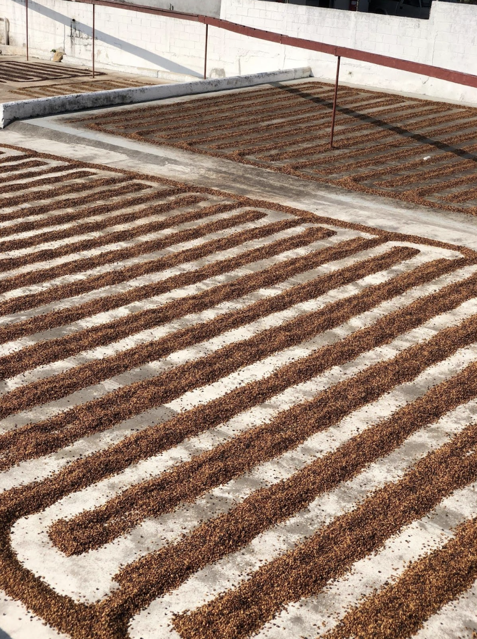 Washed Guatemala Finca San Jerónimo