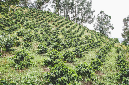 Finca Costa Rica
