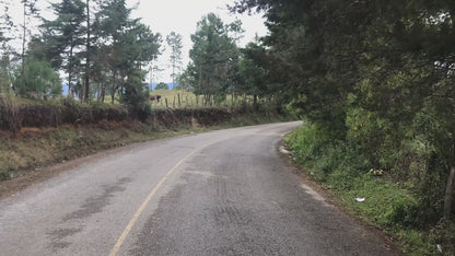 Washed Guatemala Finca San Jerónimo